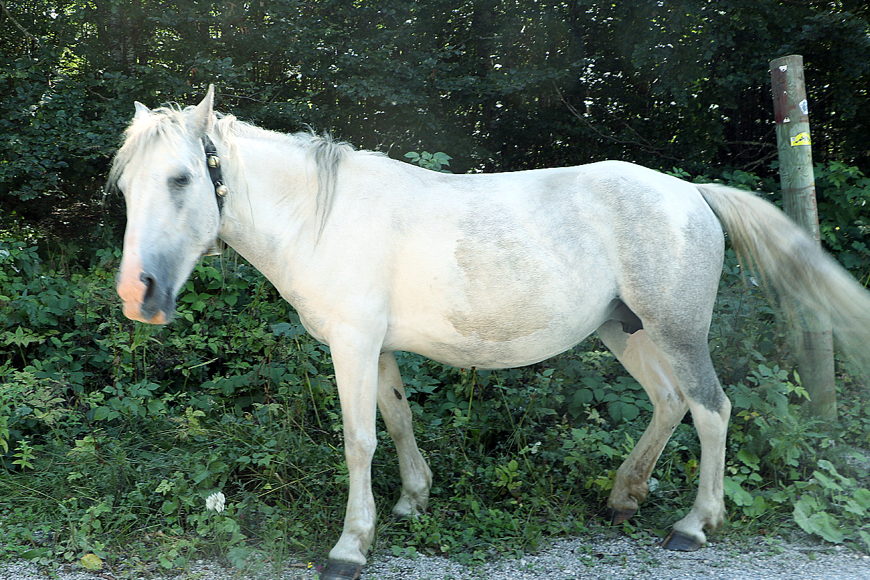 Konj koji sam šeta putevima Stare planine, pitom je i ne plaši se ljudi, foto: ,,Staraplanina.info''